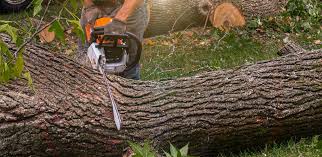 Best Emergency Tree Removal  in Sauk Rapids, MN