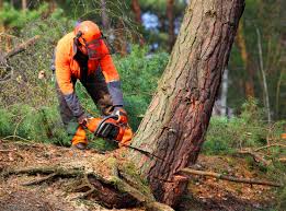 Best Tree Removal  in Sauk Rapids, MN