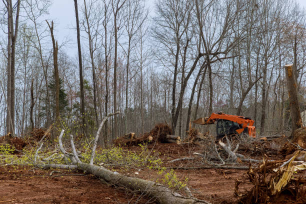 Best Hazardous Tree Removal  in Sauk Rapids, MN