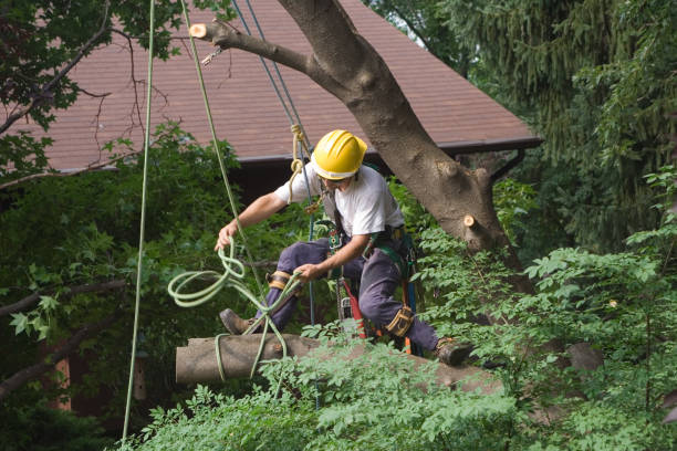 Lawn Pest Prevention in Sauk Rapids, MN