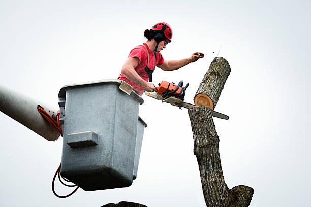 Best Seasonal Cleanup (Spring/Fall)  in Sauk Rapids, MN