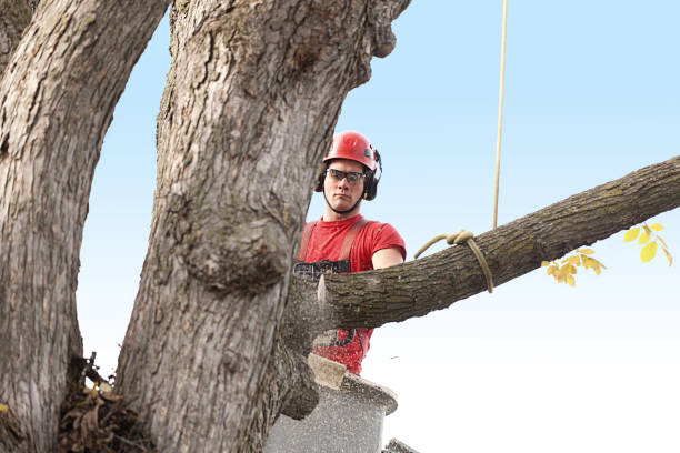 Best Palm Tree Trimming  in Sauk Rapids, MN