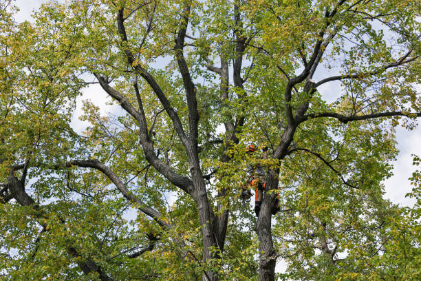 How Our Tree Care Process Works  in  Sauk Rapids, MN